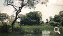 Día 7. Pantanal