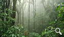 Día 6. Bosque nuboso de Monteverde