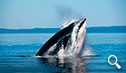 Día 10. Avistamiento de ballenas